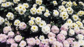 Aster Flower in Guci Orchid Garden Tegal Regency photo