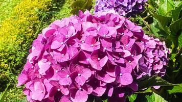 hermosa hortensia flores en el jardín foto