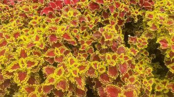 Close up of Red and Yellow Leaf Coleus Plants In The Garden photo
