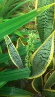 sansevieria trifasciata o conocido como serpiente planta foto