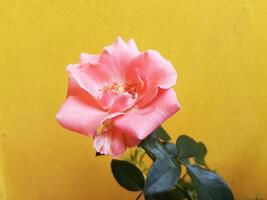 naranja Rosa flores aislado en amarillo antecedentes foto