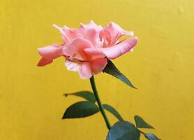 naranja Rosa flores aislado en amarillo antecedentes foto