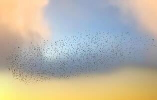 A flock of birds migrating in the sky at sunset. Representation of freedom themed photo