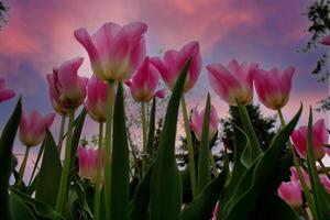 Pink tulips against a purple sky photo
