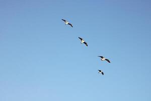 gaviotas volador en el cielo a puesta de sol. libertad temática foto