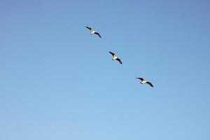 Seagulls flying in the sky at sunset. freedom themed photo