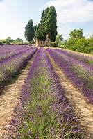 lavanda líneas en Italia. toscana campo paisaje paisaje a puesta de sol con cielo y nubes foto