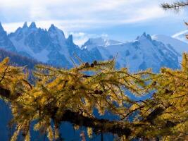 un árbol rama con amarillo hojas y nieve tapado montañas en el antecedentes foto