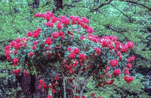 un árbol con rojo flores en el medio de un bosque foto