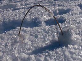 a stick in the snow photo