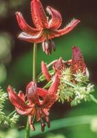 two red lilies are blooming in the middle of a green field photo