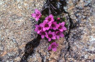 a small pink flower growing out of a rock photo
