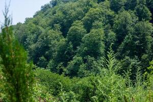 green nature scene in summer day photo