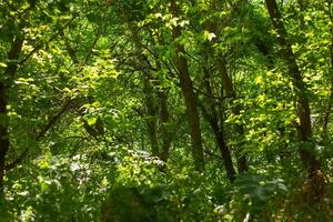 summer scene, nature in the summer day photo