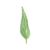 Hand drawn boho green leaf. Watercolor illustration leaves for wedding decoration and arrangements. vector