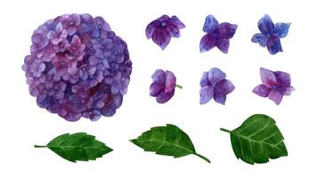 Watercolor purple hydrangea blooming clipart set, summer flowers petals and leaves. vector