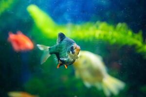 fish in aquarium, aquarium with fish, fish swimming in aquarium photo