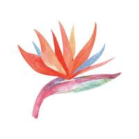 Tropical watercolor flower. Beautiful hand drawn illustration vector