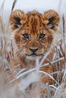 AI generated Majestic lion cub gaze in the golden savanna at dusk. Generative AI photo