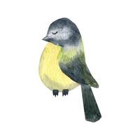 Single hand drawn titmouse on branch for New Year and Xmas vector