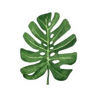 Tropical leaves monstera. Jungle botanical watercolor illustrations. vector