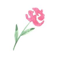 Loose watercolor pink roses. Floral illustration vector