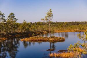 Autumn landscape with a bog in the taiga and a pine tree photo