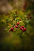 Hawthorn berries on a branch in the autumn forest. Shallow depth of field. photo