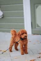 A red poodle with a leash walks in the yard of a house. photo