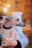 Cute whippet dog in the autumn park. Selective focus. photo