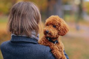 Young woman holding a red poodle puppy in the autumn park. photo