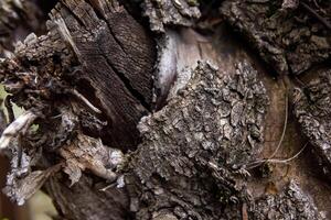 close up of a bark, close up of a trunk, bark of a tree photo