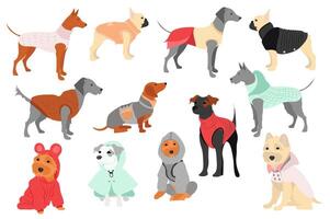 Cute dogs in canine clothes mega set in flat design. Bundle elements of different breeds puppies in funny winter coats, warm sweaters and other outfits. Vector illustration isolated graphic objects