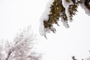 nieve cubierto arboles en el invierno bosque foto