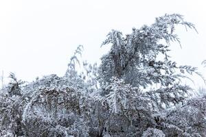 foggy landscape with snow, snow covered trees, cold winter scenery photo