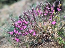 spring scenery, nature in spring photo