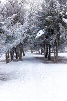 brumoso paisaje con nieve, nieve cubierto árboles, frío invierno paisaje foto