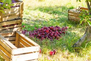 pile of red apples in the garden photo