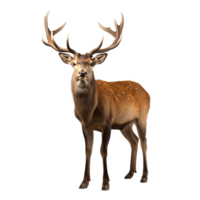 AI generated Deer clip art png