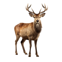 AI generated Deer clip art png