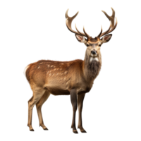 AI generated Deer clip art png