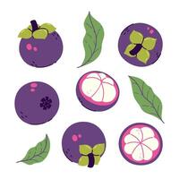 Set of mangosteens and leaves isolate on a white background. Vector graphics.