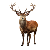 AI generated Deer clip art png