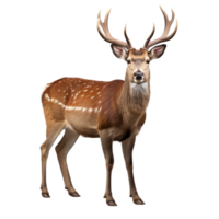 AI generated Deer clip art png