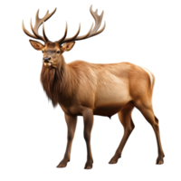 AI generated Elk clip art png