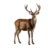 AI generated Deer clip art png