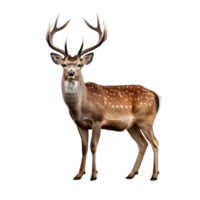 AI generated Deer clip art png