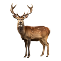 AI generated Deer clip art png