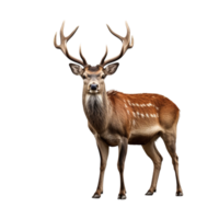 AI generated Deer clip art png