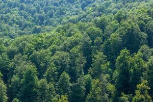 green nature scene in summer day photo